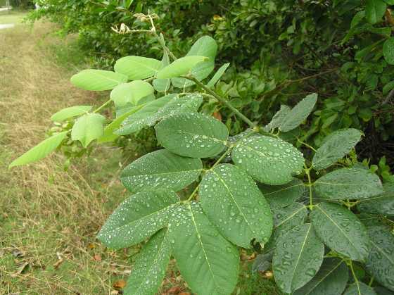 Leafing structure of Jamaican Dogwood